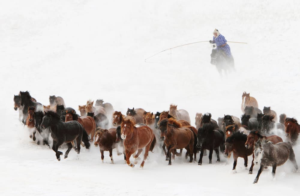 Winter Horse Chase by Adam Wong — canvas wall art