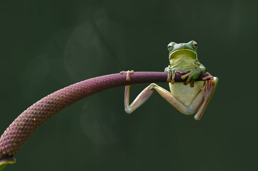 Hanging Green Frog by Edy Pamungkas — canvas wall art