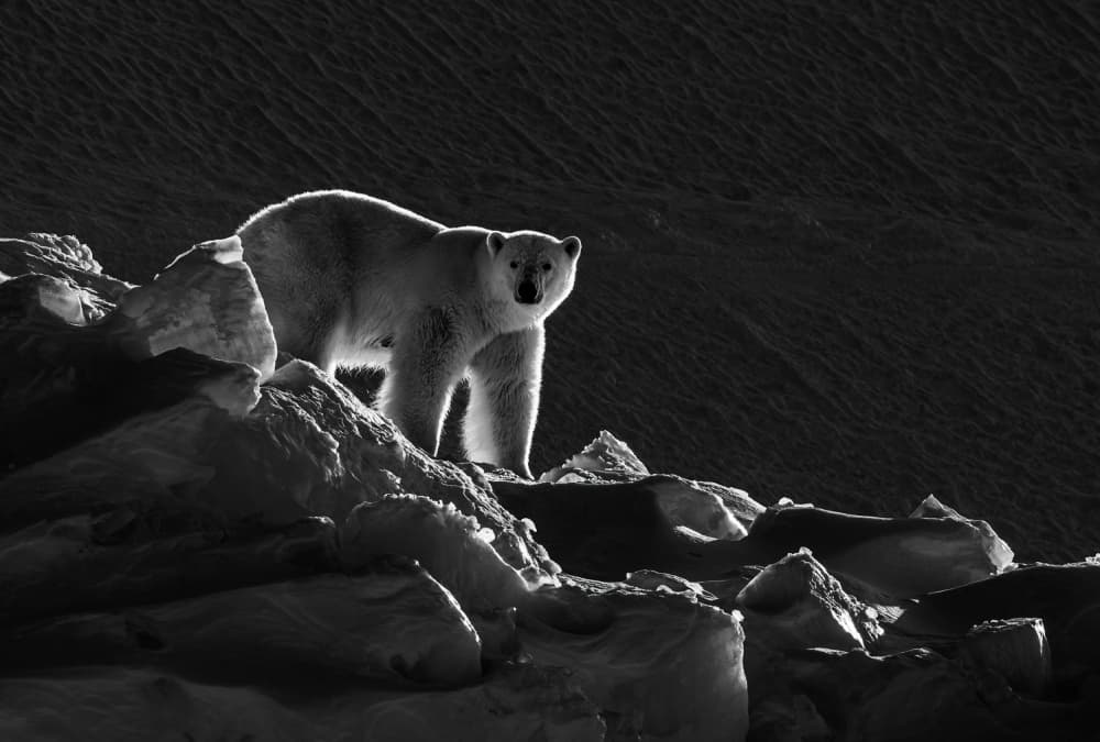 Majestic Arctic Bear by Liwen Tao — canvas wall art