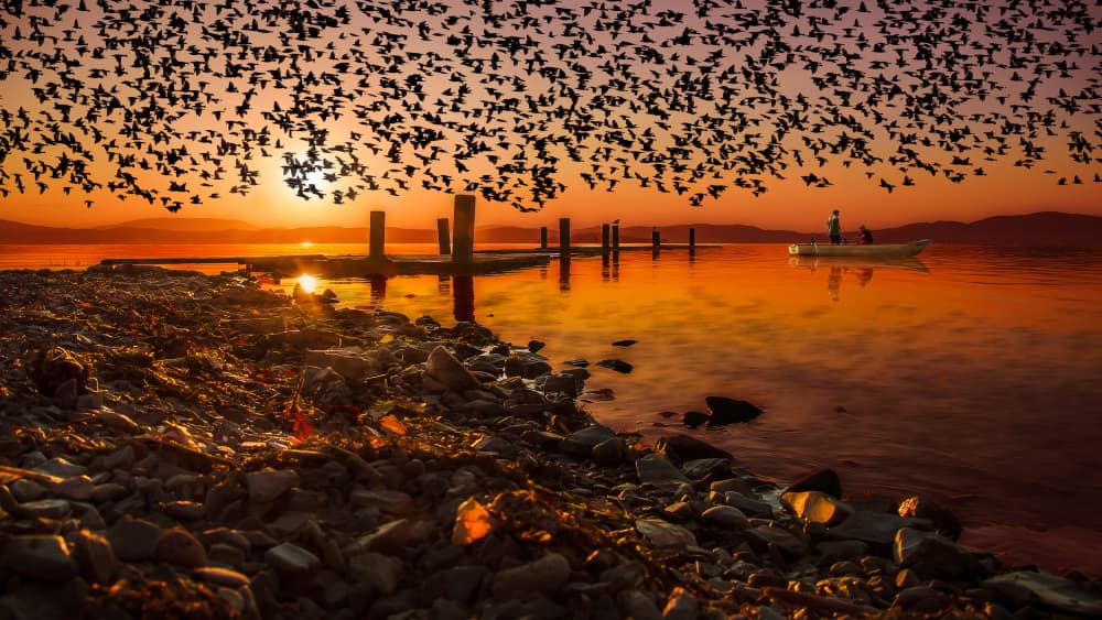 Golden Lake Sunset Birds by Nicodemo Quaglia — canvas wall art