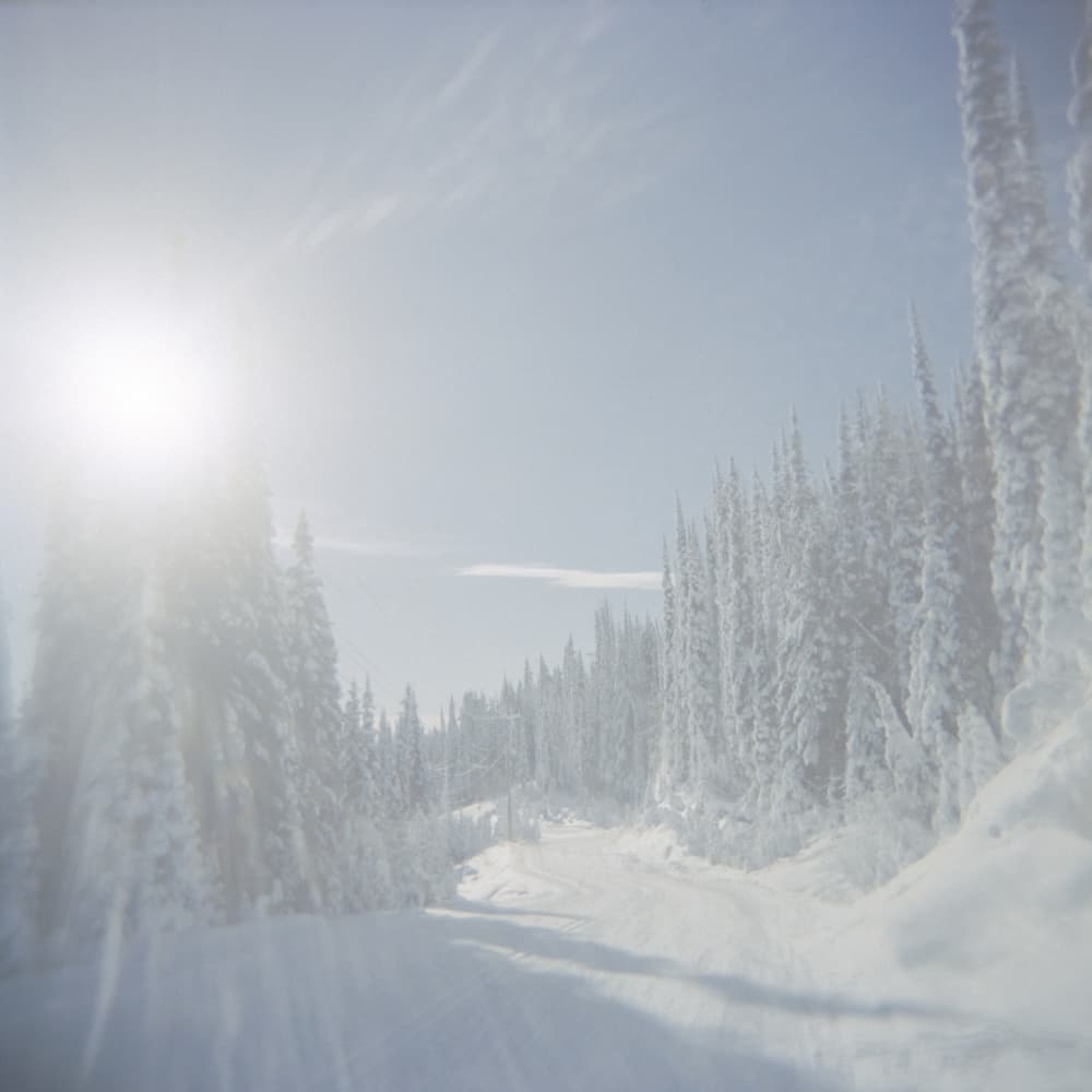Sunlit Winter Forest Path by Lynann Colligan — canvas wall art