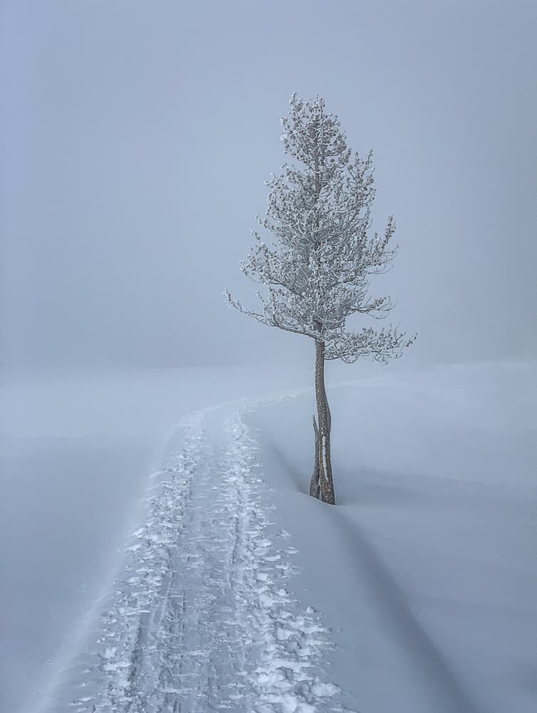 Snowy Path Lone Tree by Bill Mugg — canvas wall art
