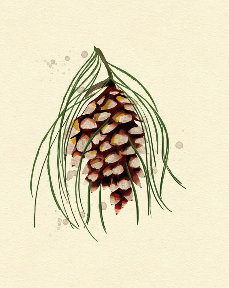 Maine White Pine Cone Copy by Katie O'Shea — canvas wall art