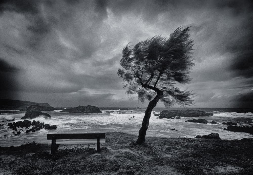 Windswept Coastal Tree by Mikel Lastra — canvas wall art