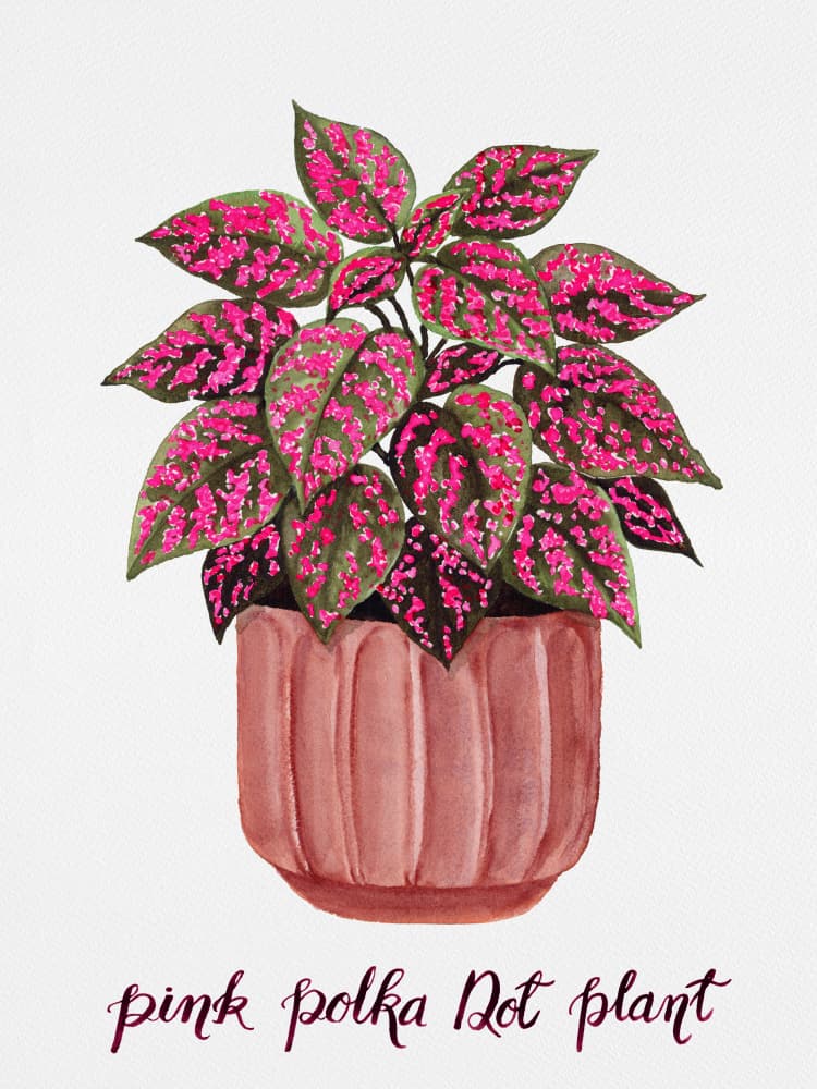 Pink Polka Dot Plant by Suchi Deb — canvas wall art