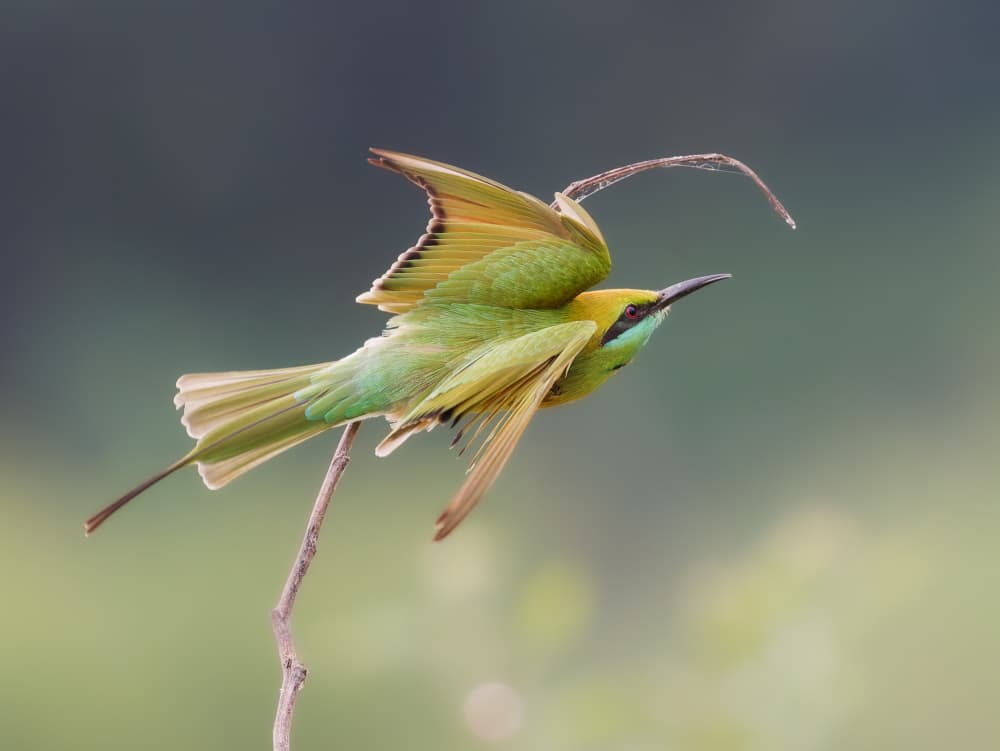 Vibrant Bird Takes Flight by Rajat Dhesi — canvas wall art