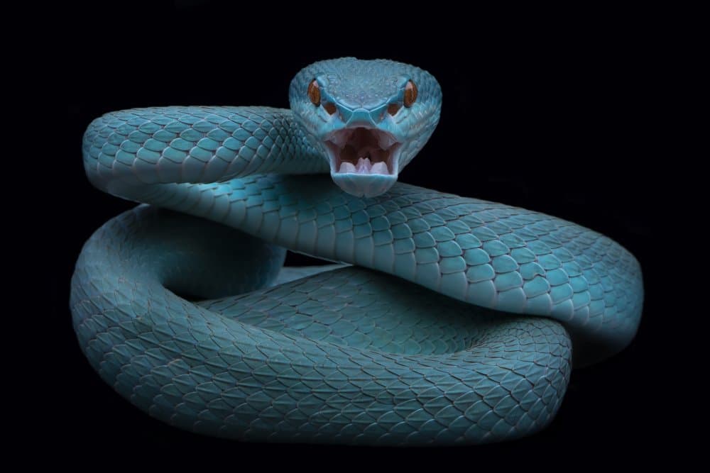 Fierce Blue Viper by Tantoyensen — canvas wall art