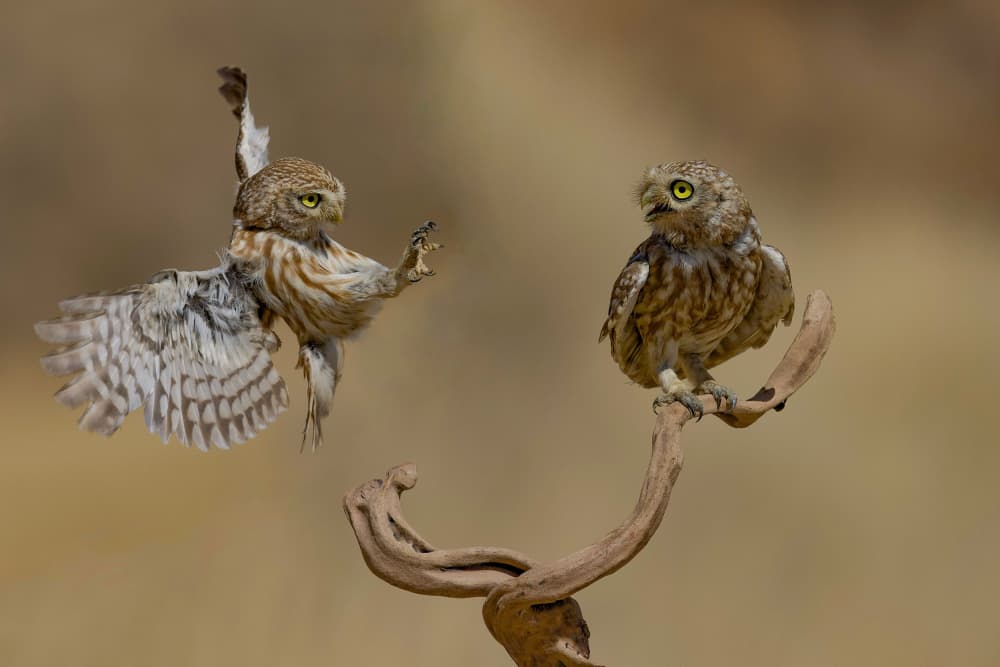 Funny Little Owls by David Manusevich — canvas wall art