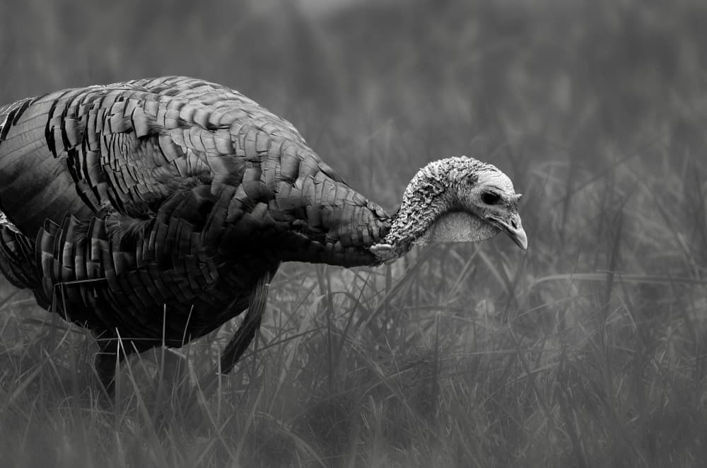 Wild Turkey Foraging by Ling  Lu — canvas wall art