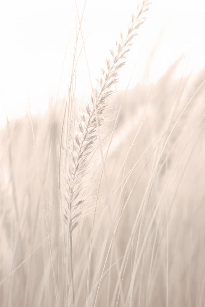 Soft Summer Grass by Pictufy Studio III — canvas wall art