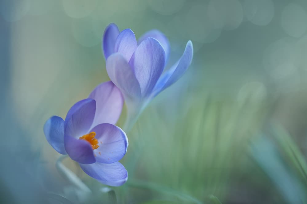 Delicate Purple Crocuses by Piet Haaksma — canvas wall art