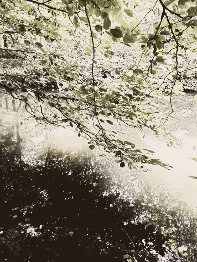 Sunlit Woodland Canopy by Angelo Cerantola — canvas wall art