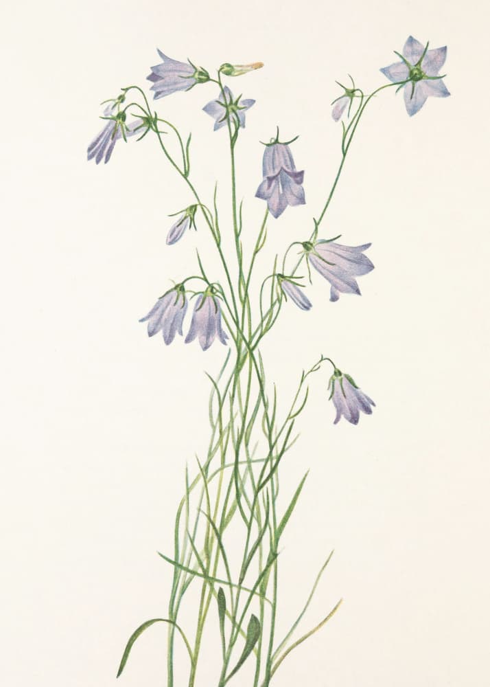 Harebell From North American Wildflowers (1925) By Mary Vaux Walcott by Mary Vaux Walcott — canvas wall art