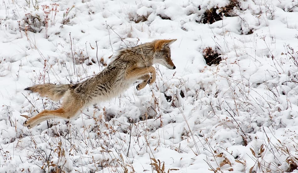 Coyote Leaping Snow by Alfred Forns — canvas wall art