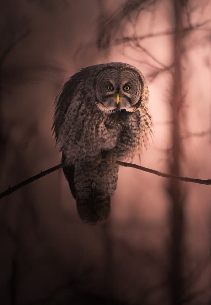 Forest Owl Gaze by Larry Deng APA — canvas wall art
