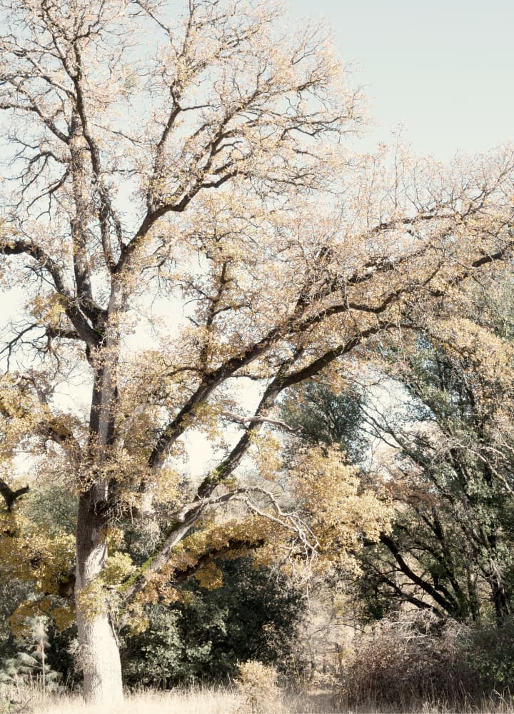 Golden Autumn Woodland by Gemma Bardot — canvas wall art