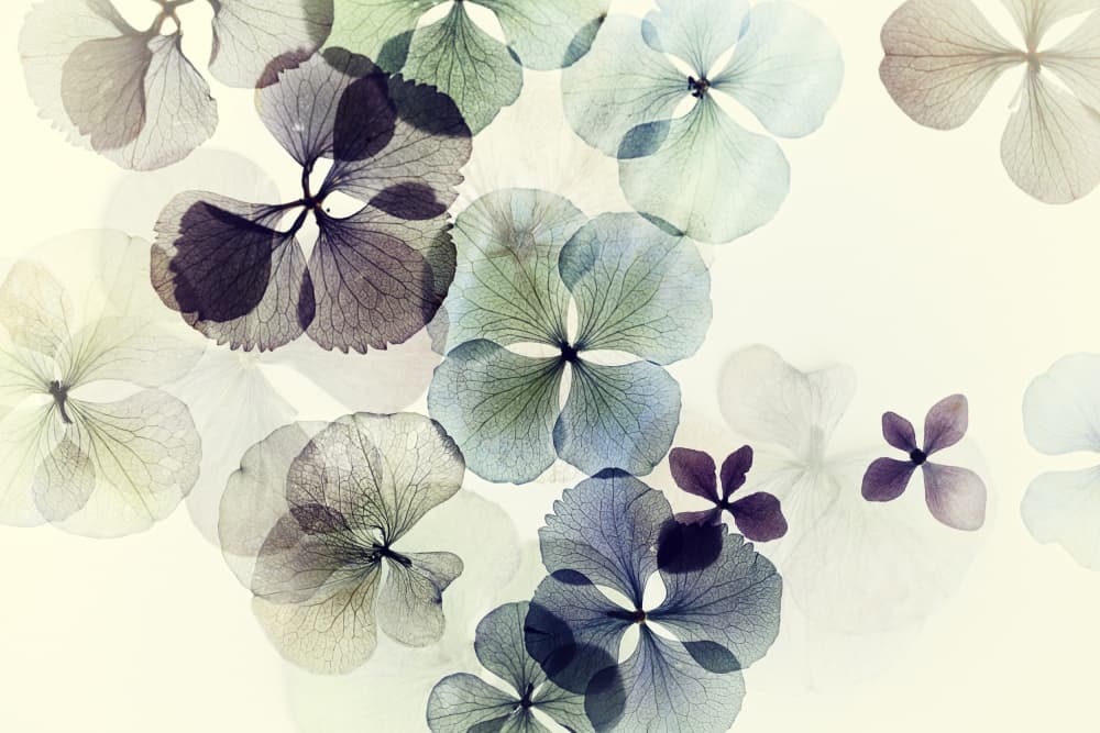 Delicate Hydrangea Petals by Ellen van Deelen — canvas wall art