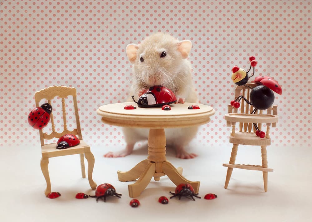 Cute Rat Ladybug Play by Ellen van Deelen — canvas wall art