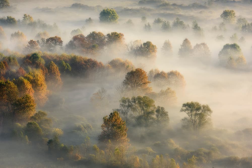 Misty Autumn Woods by Roberto Marini — canvas wall art