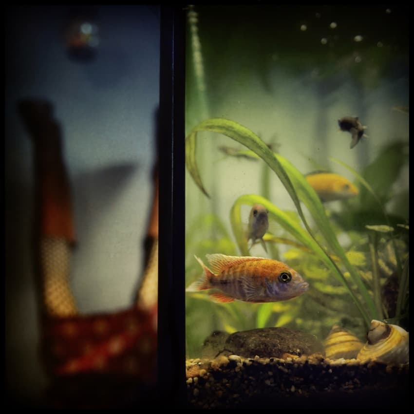 Vibrant Cichlid Fish Tank by ambra — canvas wall art