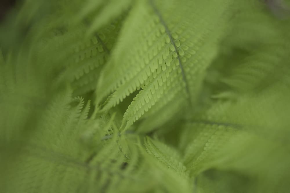 Lush Green Ferns by Lynann Colligan — canvas wall art