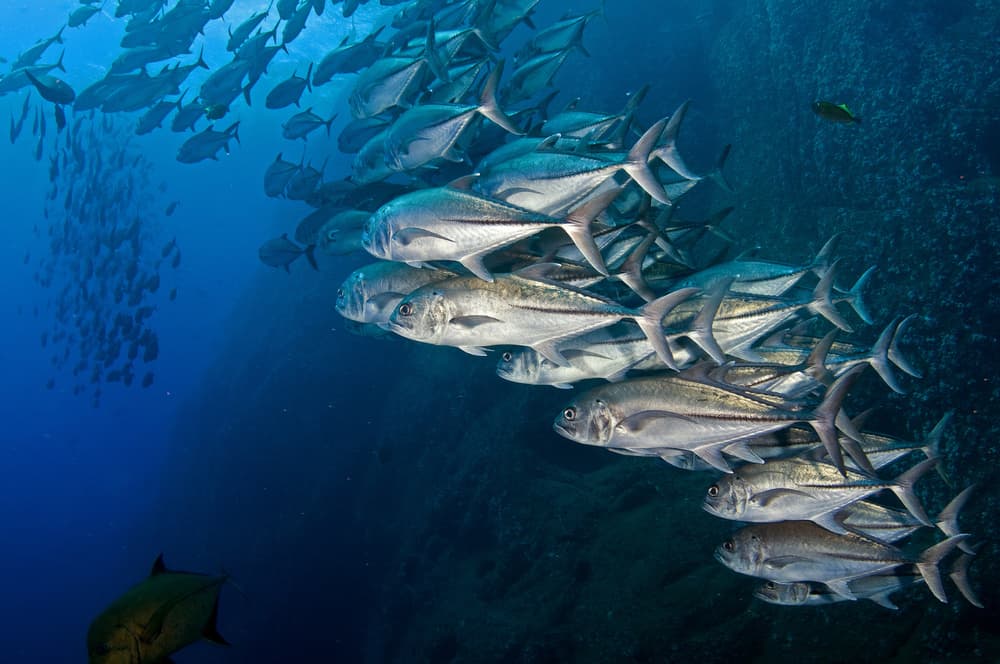 Schooling Fish Deep Blue by Ilan Ben Tov — canvas wall art