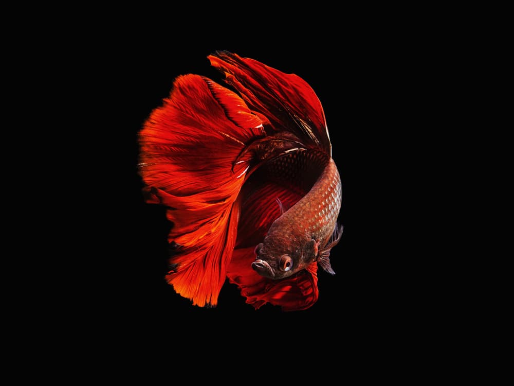 Vibrant Red Betta by Andi Halil — canvas wall art