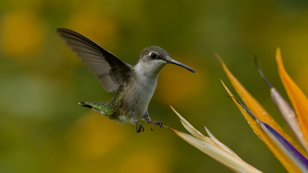 Hummingbird Landing on Flower by Gavin Lam — canvas wall art