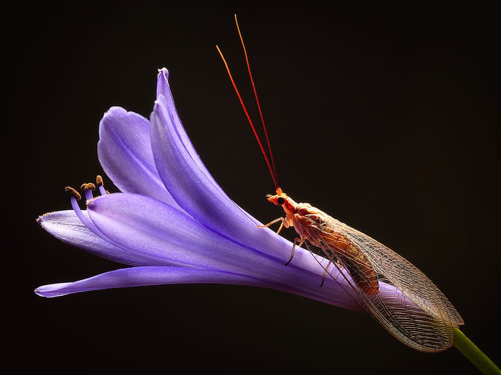 Lacewing On Purple Flower by Jimmy Hoffman — canvas wall art