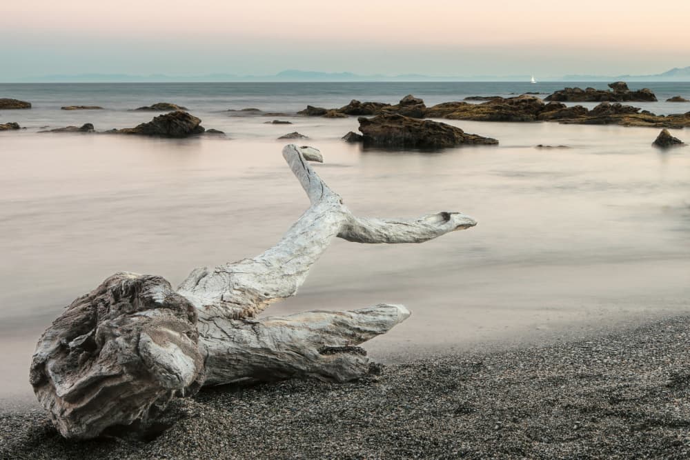 Serene Coastal Driftwood by Emilio Pino — canvas wall art
