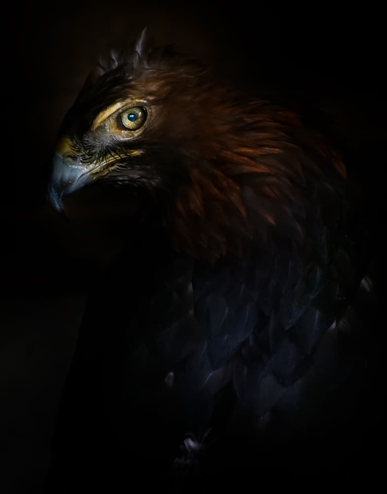 Majestic Golden Eagle by Santiago Pascual Buye — canvas wall art