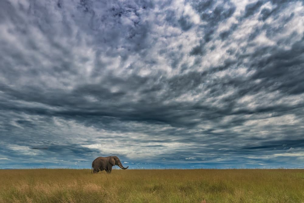 Solitary Elephant Savannah by Luigi Ruoppolo — canvas wall art