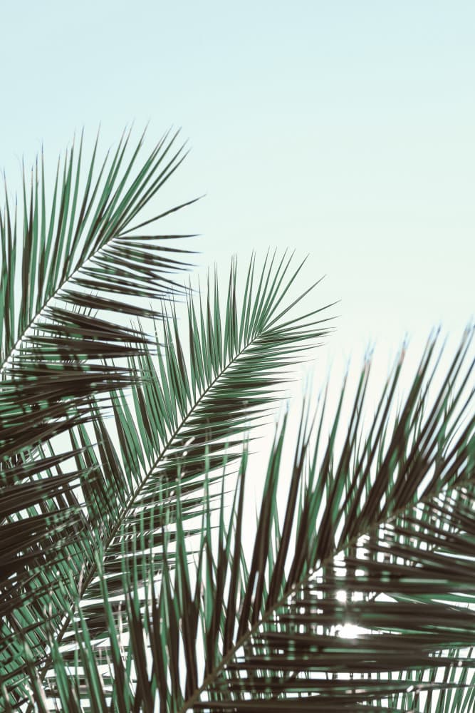 Tropical Palm Fronds by Pictufy Studio III — canvas wall art