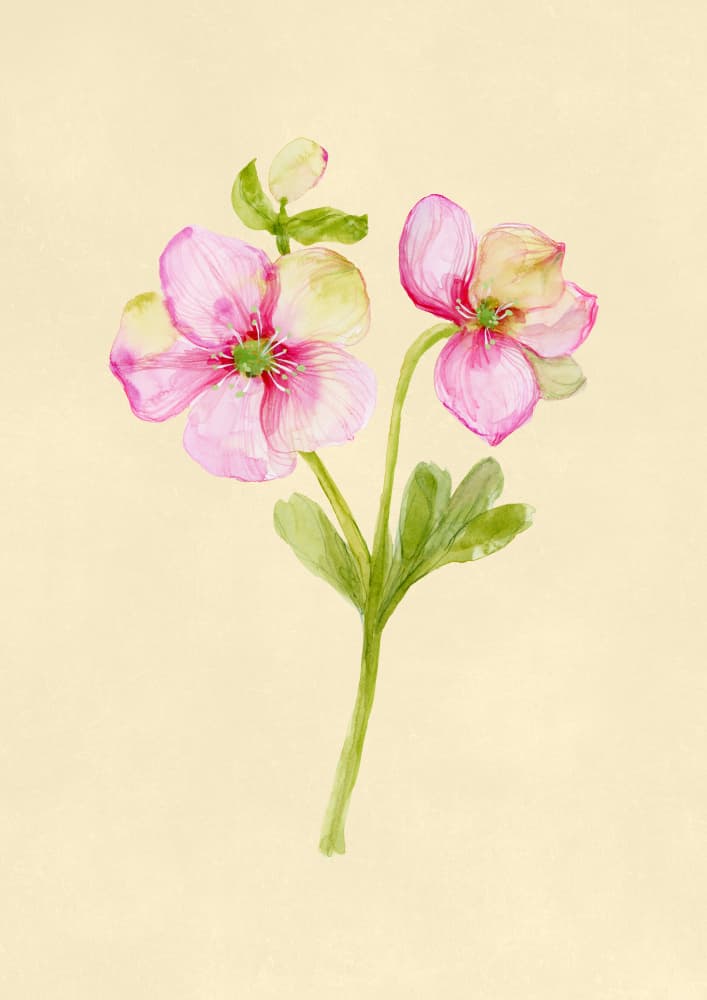 Soft Pink Hellebore by Rosana Laiz Blursbyai — canvas wall art