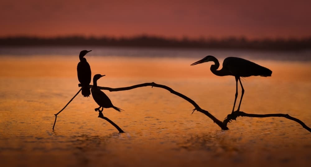 Serene Sunset Birds by Jean-Luc BESSON — canvas wall art
