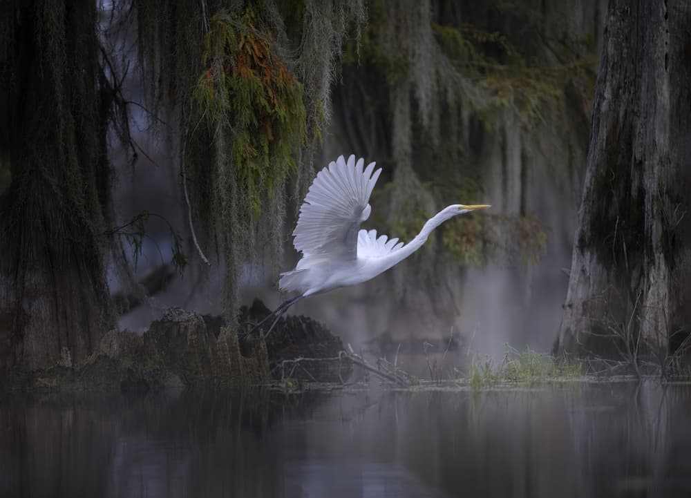 White Egret Misty Bayou by Larry Deng APA — canvas wall art