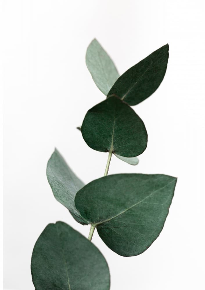 Eucalyptus 4 A1 by Mareike Böhmer — canvas wall art