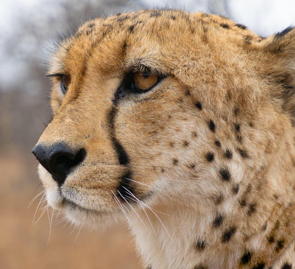 Elegant Cheetah Profile by KIMIO KOBAYASHI — canvas wall art
