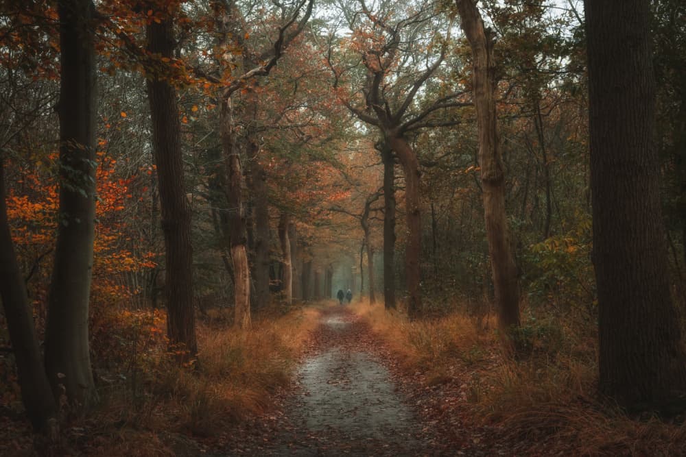 Misty Autumn Forest Path by Ytje Veenstra — canvas wall art