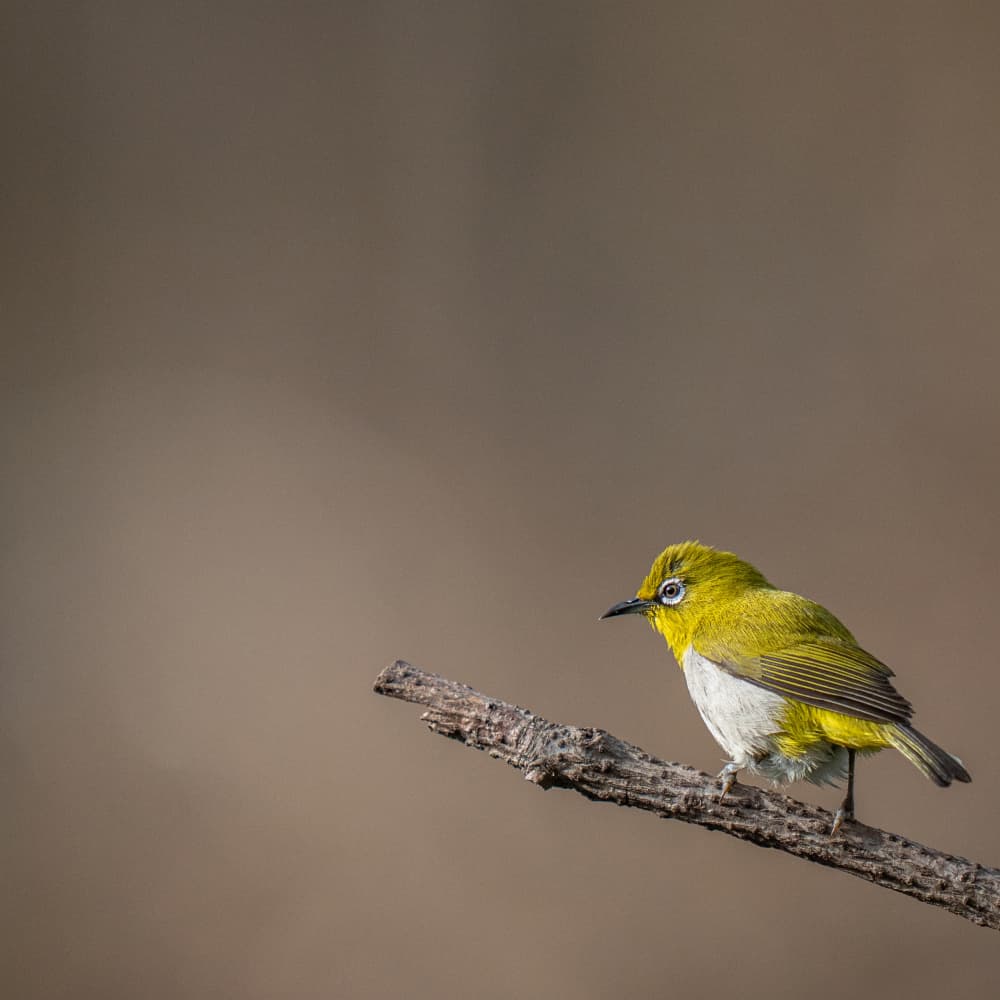 Perched Green Bird by Yogesh Bhatia — canvas wall art