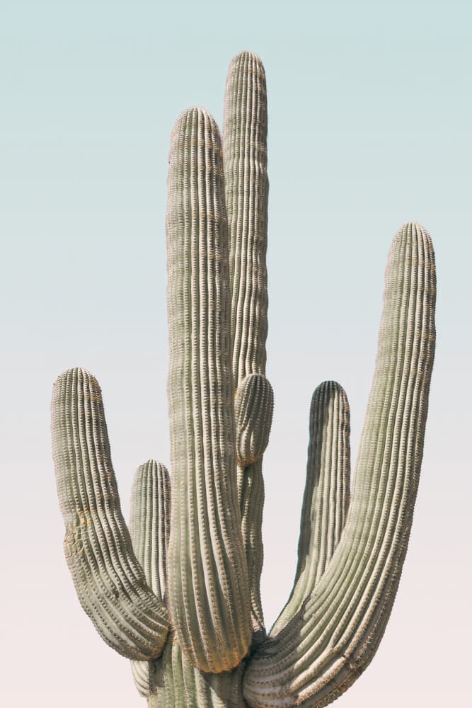 Saguaro by Kathrin Pienaar — canvas wall art
