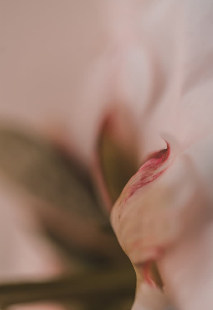 Soft Pink Petal Curve