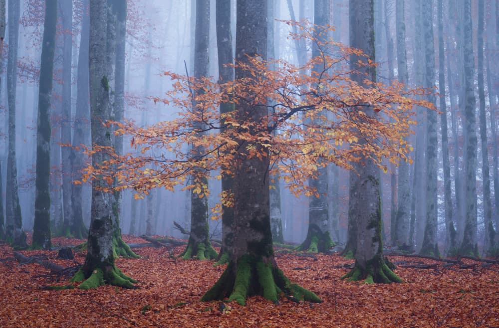 Misty Autumn Forest by Ali Fallahzadeh — canvas wall art