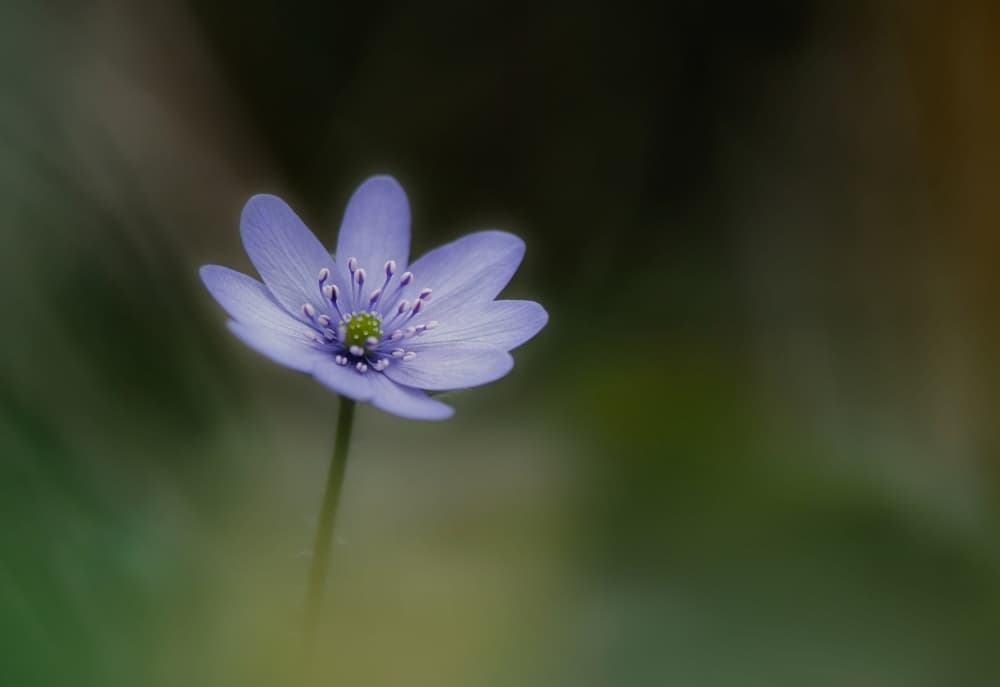 Serene Blue Flower by Lotte Grønkjær — canvas wall art