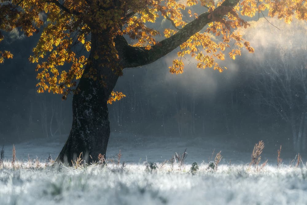 Golden Autumn Frost by SUNTARARAK SAOWANEE — canvas wall art