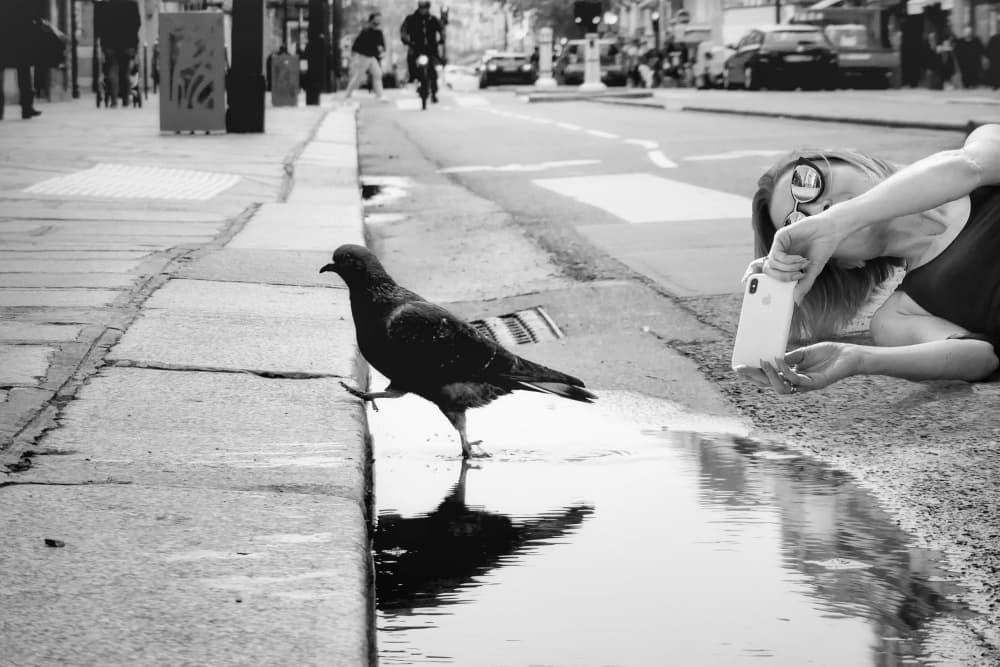 Urban Pigeon Reflection by Ciupureanu Dan — canvas wall art
