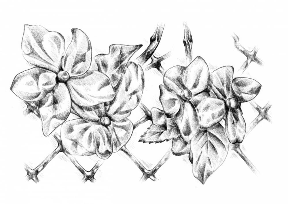 Delicate Floral Drawing by Kulik — canvas wall art