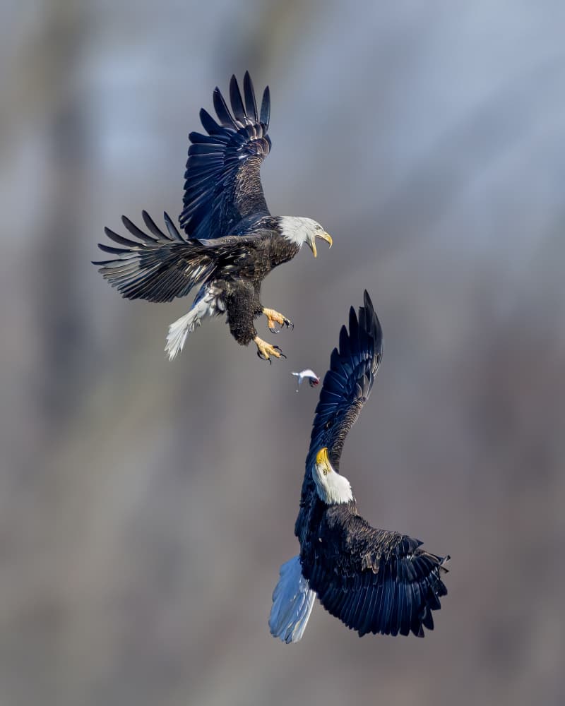 Bald Eagle Battle by Jacob (Jian) Xu — canvas wall art