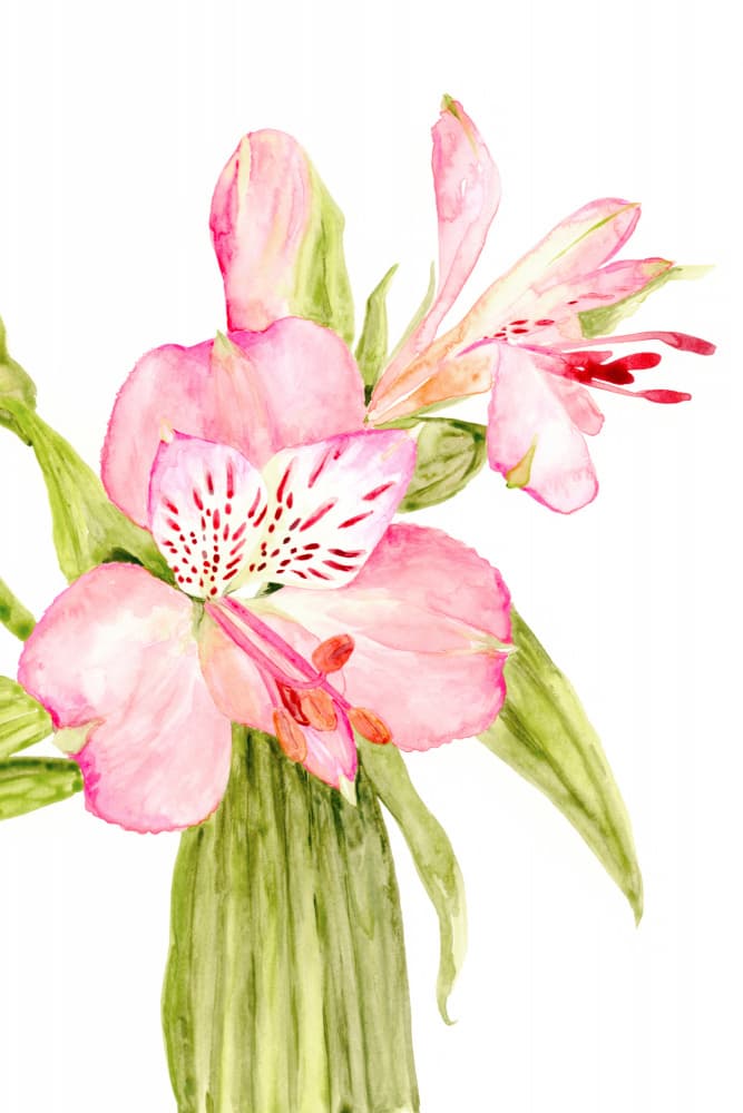 Pink Alstroemeria Watercolor by Rosana Laiz Blursbyai — canvas wall art