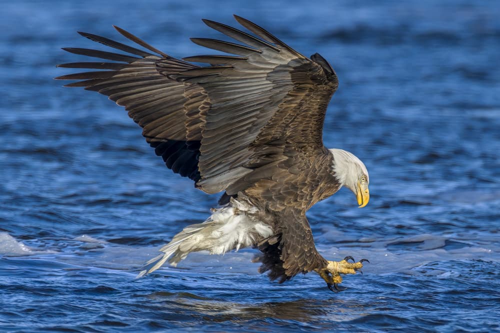 Majestic Eagle Fishing by Jacob (Jian) Xu — canvas wall art